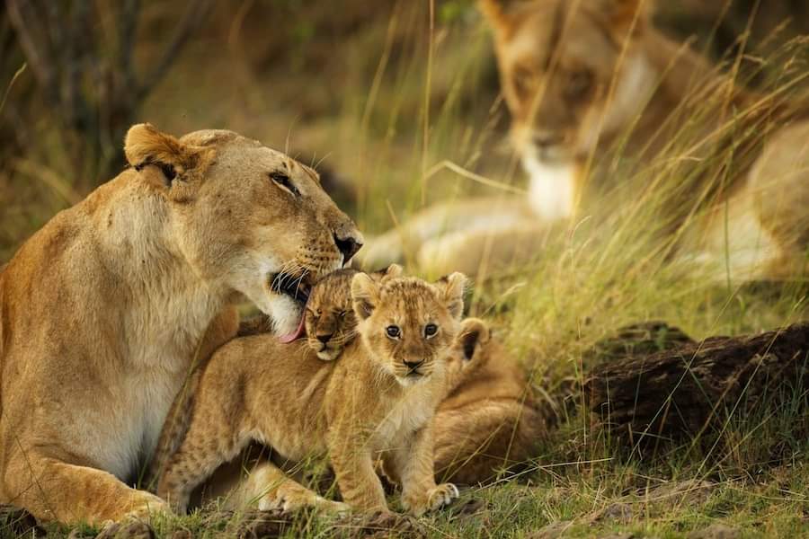 Lions In Masai Mara Game Reserve